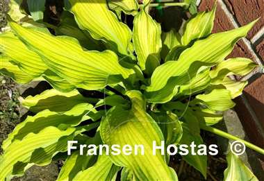 Hosta Emerald Ruff Cut