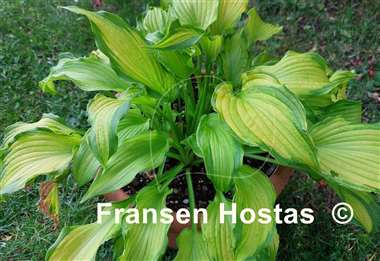 Hosta Emerald Ruff Cut