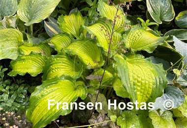 Hosta Emerald Ruff Cut