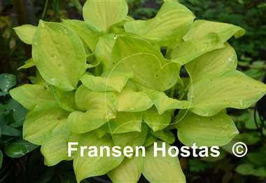 Hosta Emerald Scepter