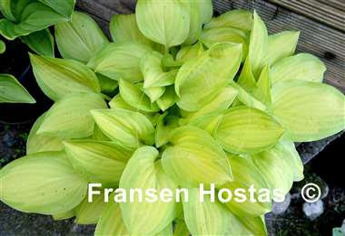 Hosta Emerald Scepter