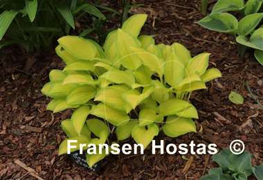 Hosta Emerald Scepter