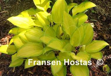 Hosta Emerald Scepter