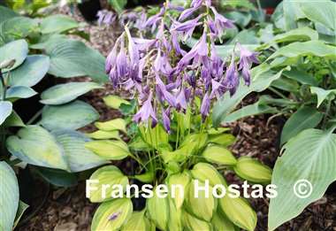 Hosta Emerald Tiara