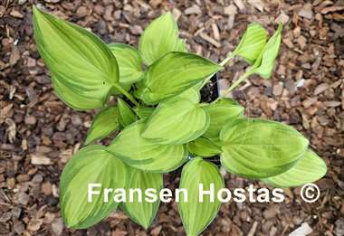 Hosta Emerald Tiara