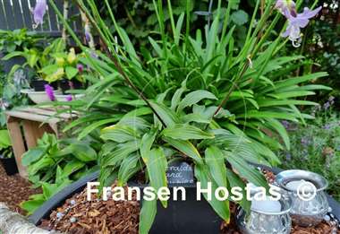 Hosta Emeralds and Rubies