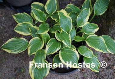 Hosta Emily Dickinson