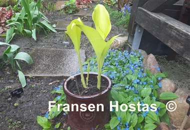 Hosta Emma Foster