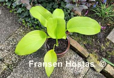 Hosta Emma Foster