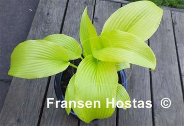 Hosta Emma Foster