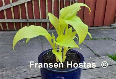 Hosta Emma Foster