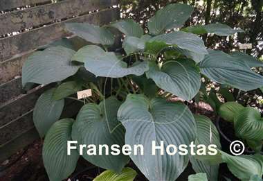 Hosta Empress Wu