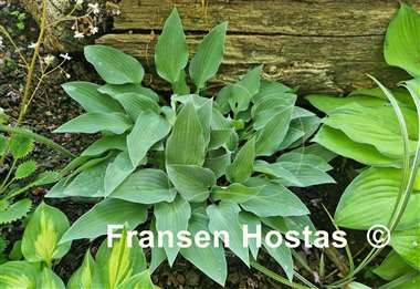 Hosta Ems Pfeil
