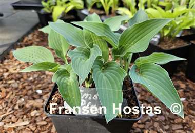 Hosta Ems Pfeil