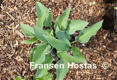 Hosta Ems Pfeil
