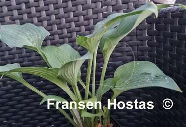 Hosta Ems Pfeil