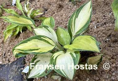Hosta Enchanted Mist