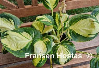 Hosta Enchanted Mist
