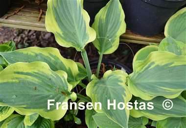 Hosta Endearing Endeavor