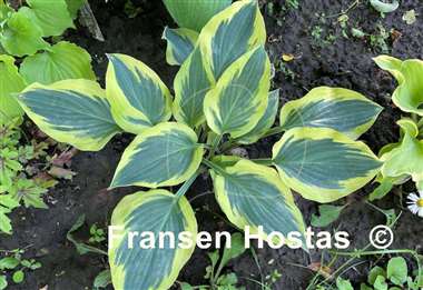 Hosta Endearing Endeavor