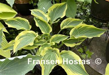 Hosta Endearing Endeavor