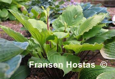 Hosta Endless Gift