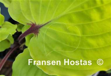 Hosta Endless Gift