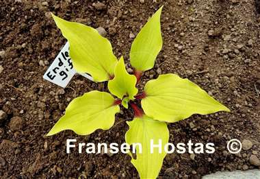 Hosta Endless Gift