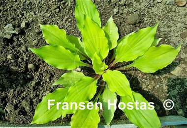 Hosta Endless Gift
