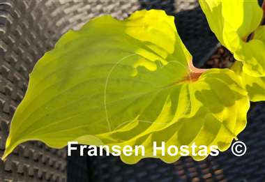 Hosta Endless Gift