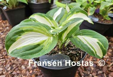 Hosta Enterprise
