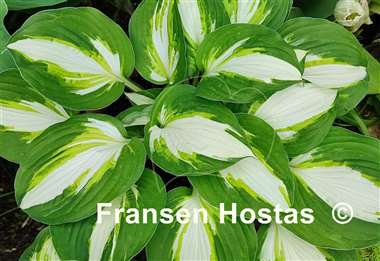 Hosta Enterprise