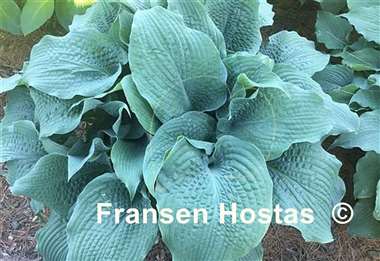 Hosta Epic Blue Wave