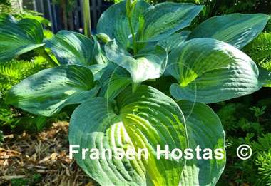 Hosta Epiphany