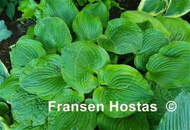 Hosta Erie Magic 