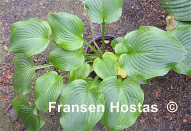 Hosta Erie Magic