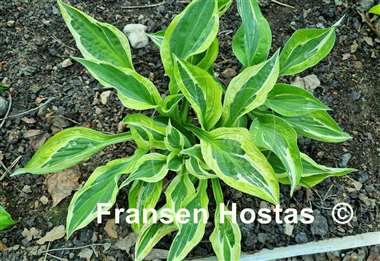 Hosta Eros