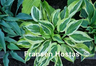 Hosta Eros