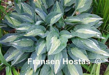 Hosta Erotica 