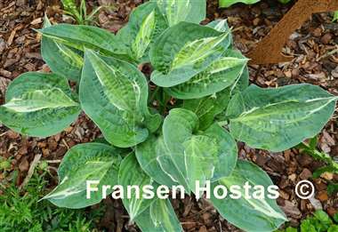 Hosta Erotica