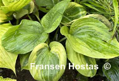 Hosta Essence of Sunset