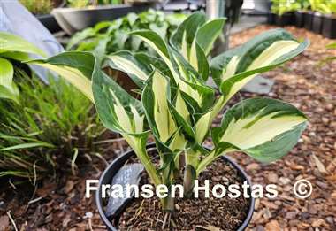Hosta Eternal Flame