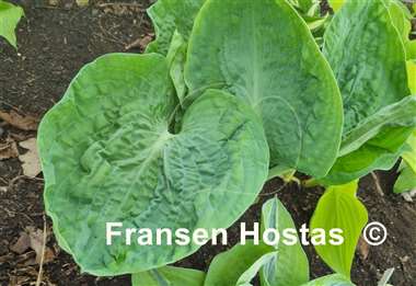 Hosta Evelyn McCafferty