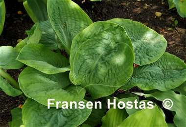 Hosta Evelyn McCafferty