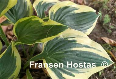 Hosta Everlasting Love