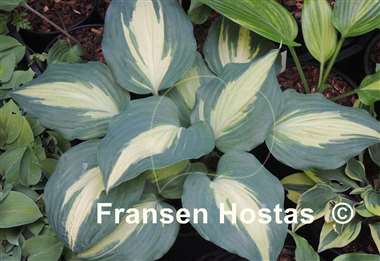 Hosta Everyone's Darling