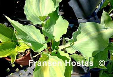 Hosta Exotic Dancer