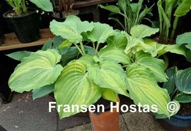 Hosta Exotic Dancer