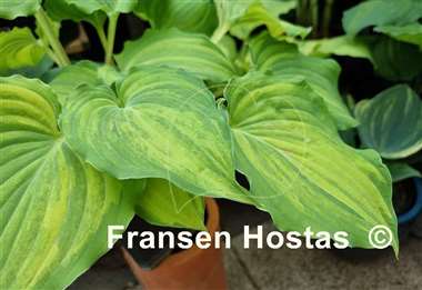 Hosta Exotic Dancer