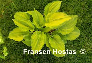 Hosta Exotic Dancer